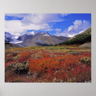 Canada, Alberta, Banff NP. Huckleberries bloom Poster
