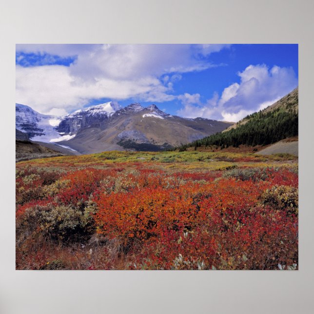 Canada, Alberta, Banff NP. Huckleberries bloom Poster (Front)
