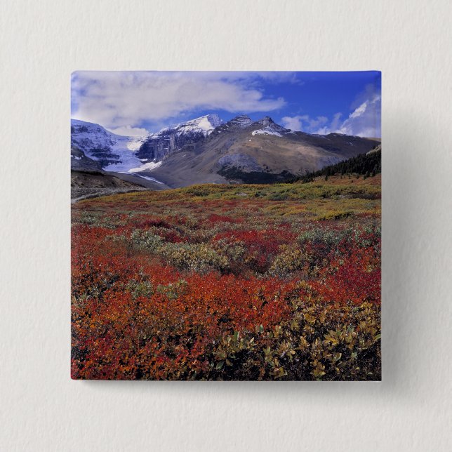 Canada, Alberta, Banff NP. Huckleberries provide 15 Cm Square Badge (Front)