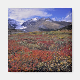 Canada, Alberta, Banff NP. Huckleberries provide Magnet