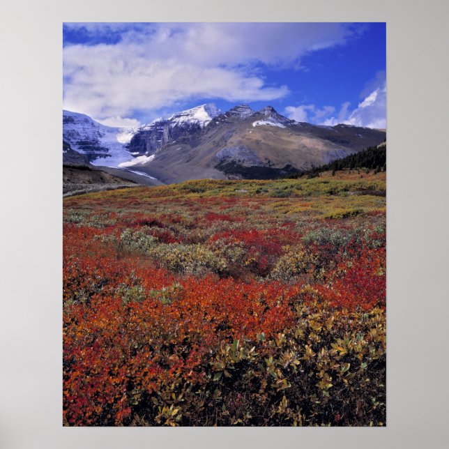 Canada, Alberta, Banff NP. Huckleberries provide Poster (Front)