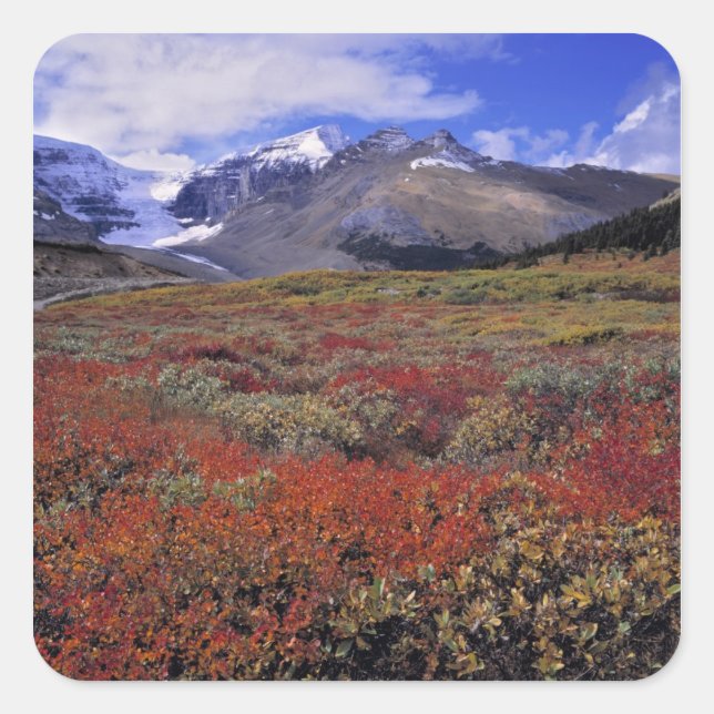 Canada, Alberta, Banff NP. Huckleberries provide Square Sticker (Front)