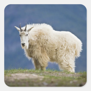 Canada, Alberta, Jasper National Park, Square Sticker