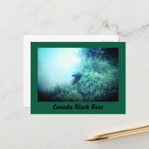 Canada Black Bear Postcard