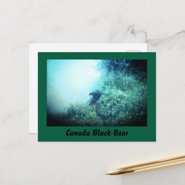 Canada Black Bear Postcard (Front/Back In Situ)