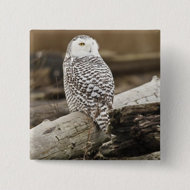 Canada, Boundary Bay, Snowy Owl 15 Cm Square Badge (Front)