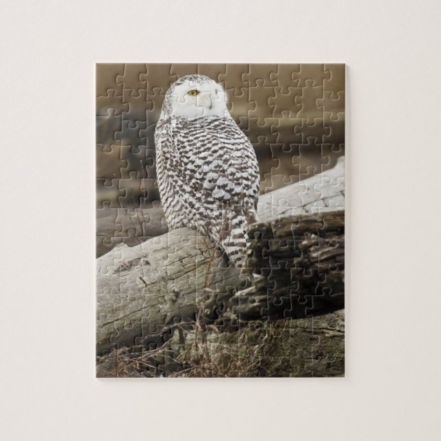Canada, Boundary Bay, Snowy Owl Jigsaw Puzzle (Vertical)