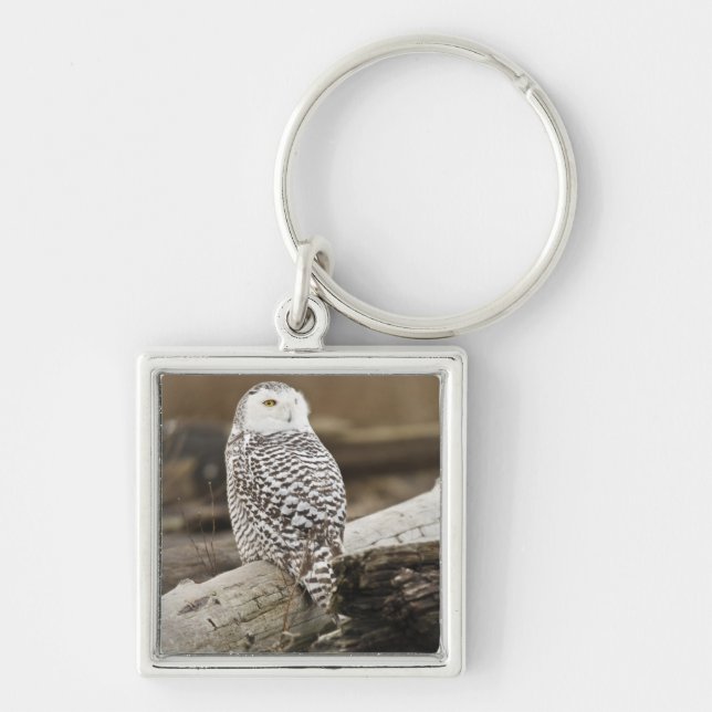 Canada, Boundary Bay, Snowy Owl Key Ring (Front)