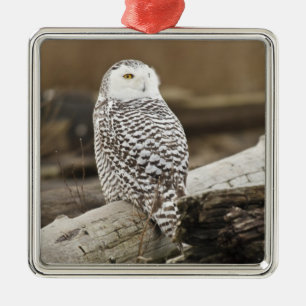 Canada, Boundary Bay, Snowy Owl Metal Ornament