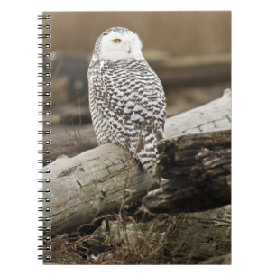 Canada, Boundary Bay, Snowy Owl Notebook