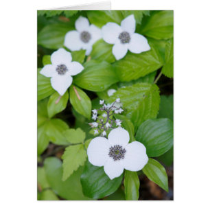 Canada, British Columbia. Dwarf Dogwood