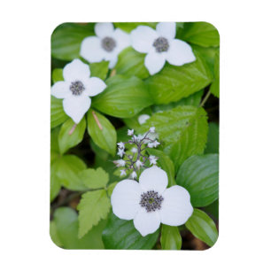 Canada, British Columbia. Dwarf Dogwood Magnet