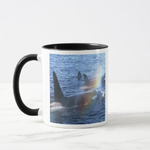 Canada, British Columbia, Johnstone Straight, Mug