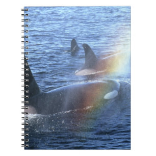 Canada, British Columbia, Johnstone Straight, Notebook