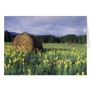Canada, British Columbia, Kitwanga. Yellow