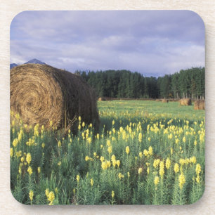 Canada, British Columbia, Kitwanga. Yellow Coaster