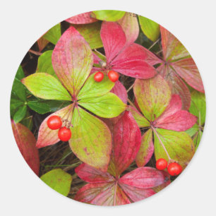 Canada, British Columbia, Mount Robson Classic Round Sticker