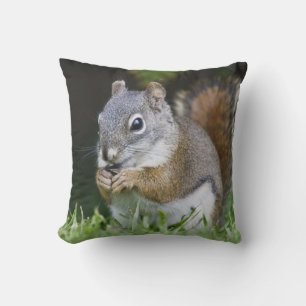 Canada, British Columbia, Red Squirrel Pine Cushion