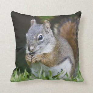 Canada, British Columbia, Red Squirrel Pine Cushion