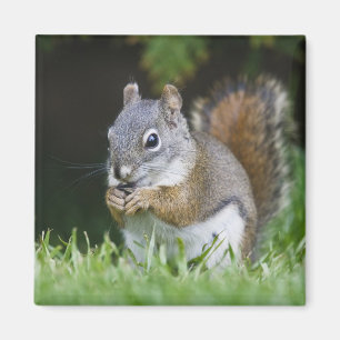 Canada, British Columbia, Red Squirrel Pine Magnet