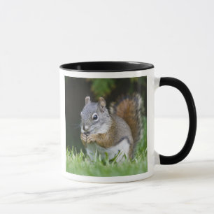 Canada, British Columbia, Red Squirrel Pine Mug