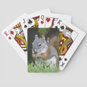 Canada, British Columbia, Red Squirrel Pine Playing Cards
