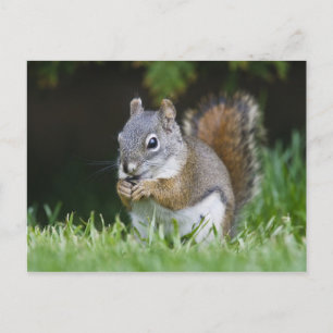 Canada, British Columbia, Red Squirrel Pine Postcard