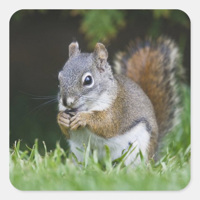 Canada, British Columbia, Red Squirrel Pine Square Sticker (Front)