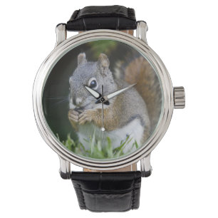 Canada, British Columbia, Red Squirrel Pine Watch