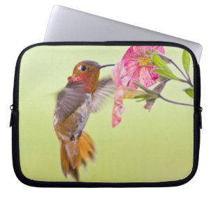 Canada, British Columbia, Rufous Hummingbird Laptop Sleeve