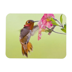 Canada, British Columbia, Rufous Hummingbird Magnet