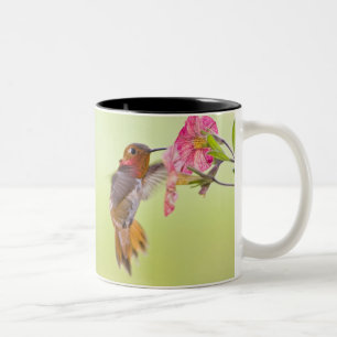 Canada, British Columbia, Rufous Hummingbird Two-Tone Coffee Mug