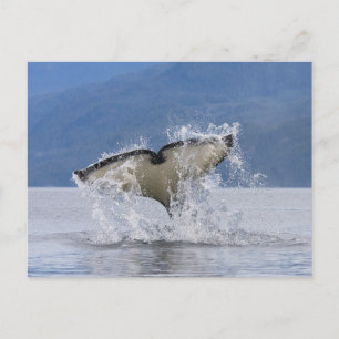 Canada, British Columbia, Vancouver Island, Postcard