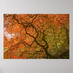 CANADA, British Columbia, Victoria. Autumn 2 Poster