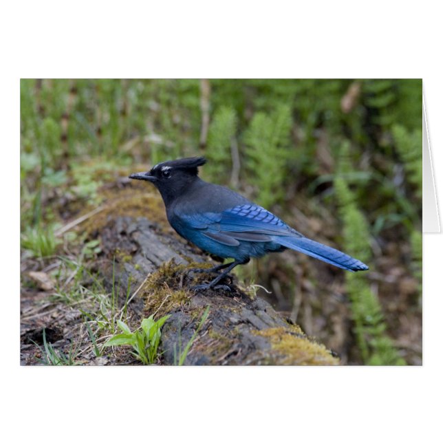 Canada:  British Columbia, Yoho NP, Stellar jay, (Front Horizontal)