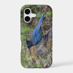 Canada: British Columbia, Yoho NP, Stellar jay,