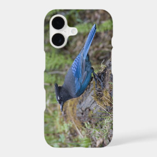 Canada: British Columbia, Yoho NP, Stellar jay,