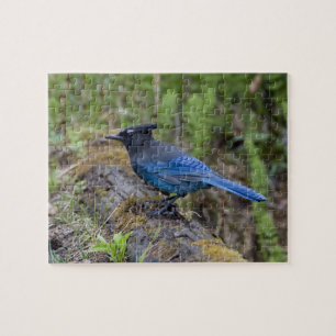 Canada:  British Columbia, Yoho NP, Stellar jay, Jigsaw Puzzle