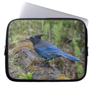 Canada: British Columbia, Yoho NP, Stellar jay, Laptop Sleeve