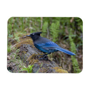 Canada:  British Columbia, Yoho NP, Stellar jay, Magnet