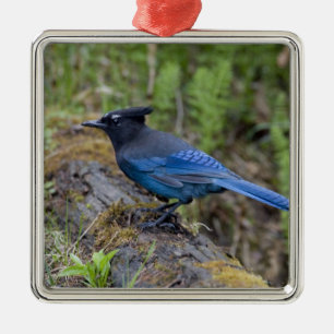 Canada: British Columbia, Yoho NP, Stellar jay, Metal Tree Decoration