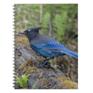 Canada:  British Columbia, Yoho NP, Stellar jay, Notebook