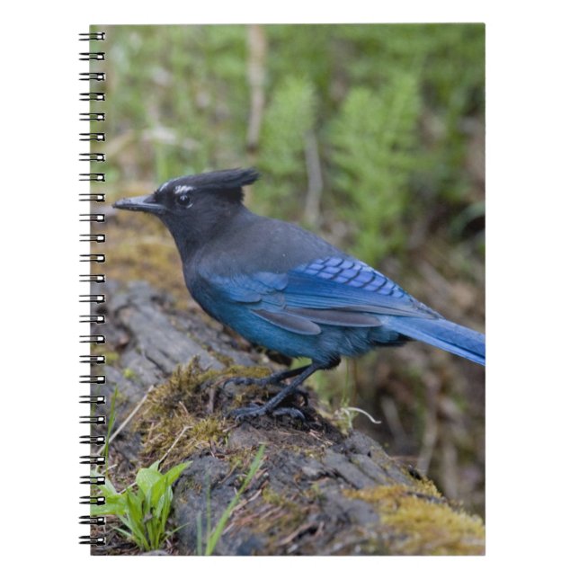 Canada:  British Columbia, Yoho NP, Stellar jay, Notebook (Front)