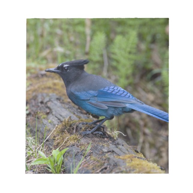 Canada:  British Columbia, Yoho NP, Stellar jay, Notepad (Front)