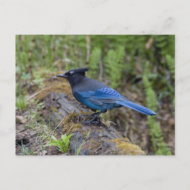 Canada:  British Columbia, Yoho NP, Stellar jay, Postcard (Front)