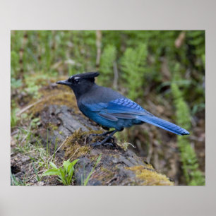 Canada: British Columbia, Yoho NP, Stellar jay, Poster