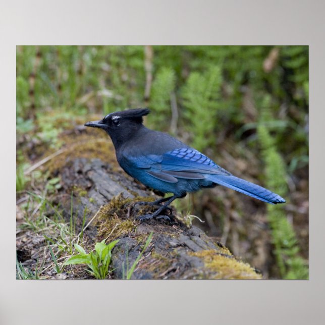 Canada:  British Columbia, Yoho NP, Stellar jay, Poster (Front)