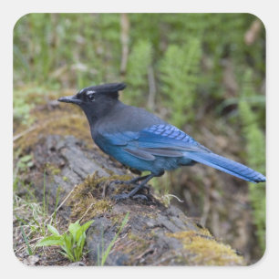 Canada: British Columbia, Yoho NP, Stellar jay, Square Sticker