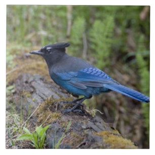 Canada: British Columbia, Yoho NP, Stellar jay, Tile