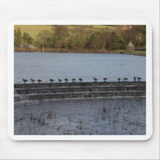 Canada Geese All In A Row Mouse Pad